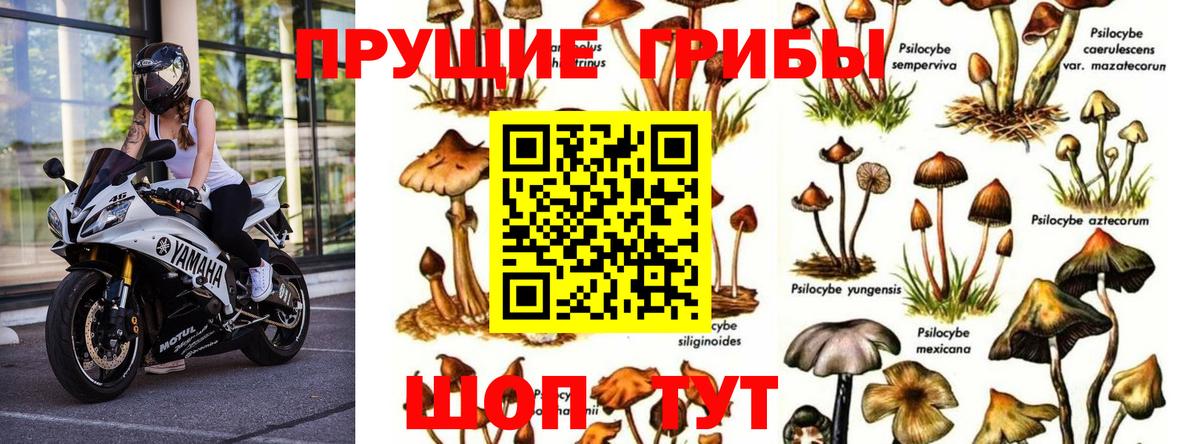 Нальчик  Псилоцибиновые грибы Magic Shrooms  Вход с VPN 